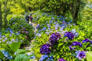 静岡・下田公園で「あじさい祭」開催へ！　日本一の株数を誇る15万株300万輪を満喫