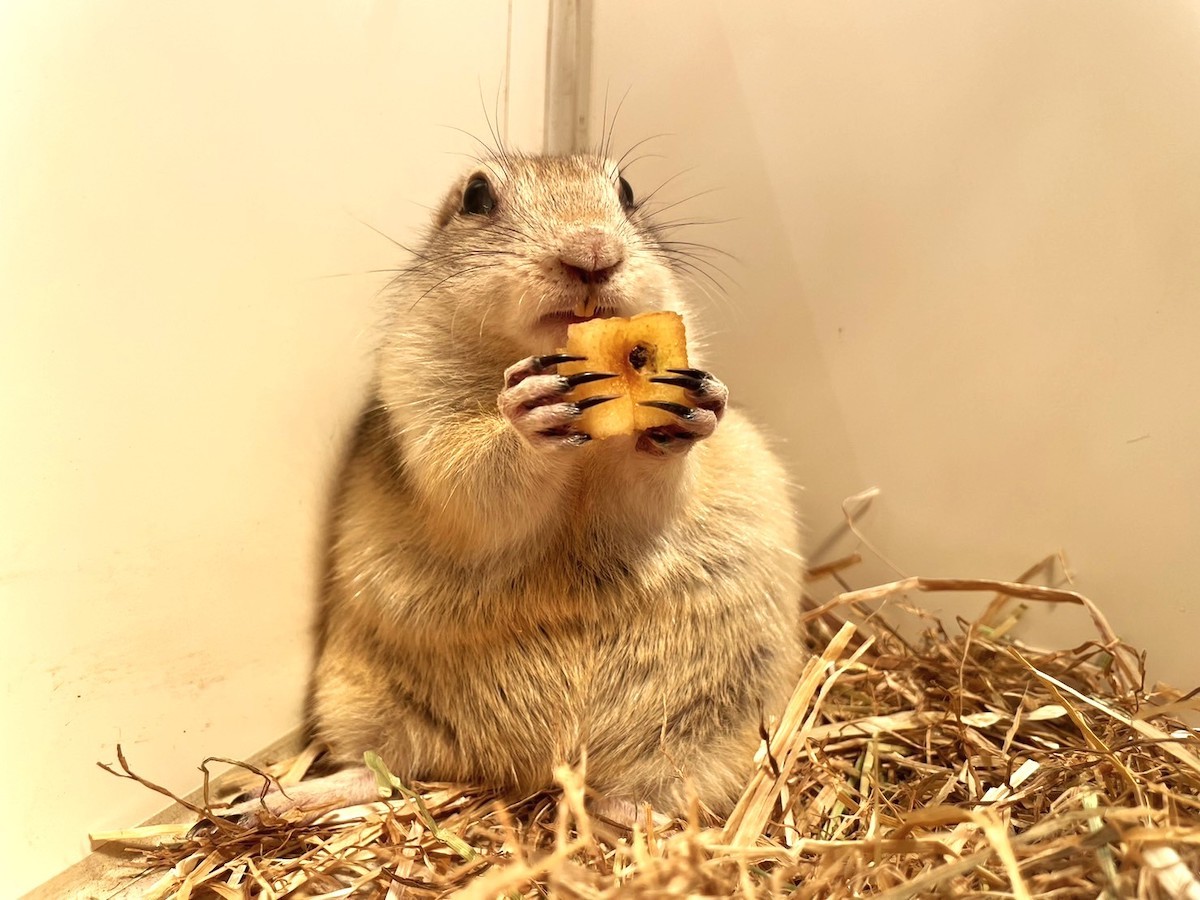 2023.6.28屋内型ふれあい動物園「アニタッチ」