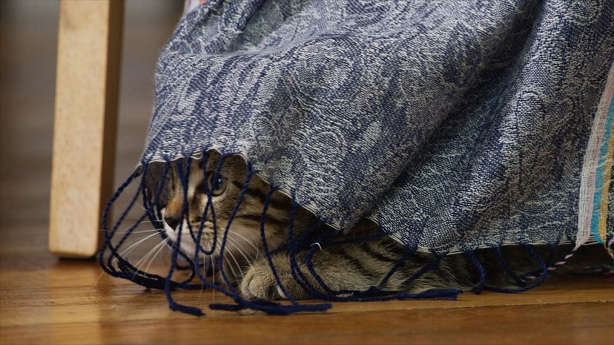 ＜世界猫の日＞『ルー、パリで生まれた猫』“猫LOVE”満載の予告編2種＆猫チラシ解禁