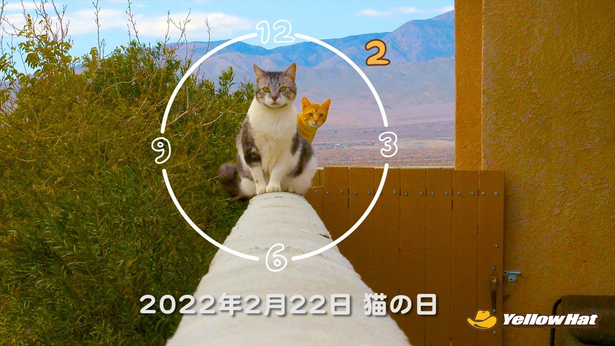 藤あや子の愛猫・マルくん＆オレオちゃん、今年も「BSキャッ東」社長を続投