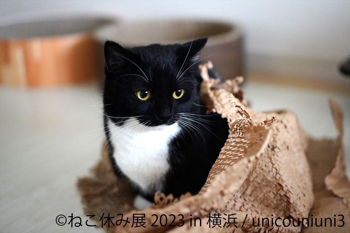 20230119_「ねこ休み展 2023 in 横浜」