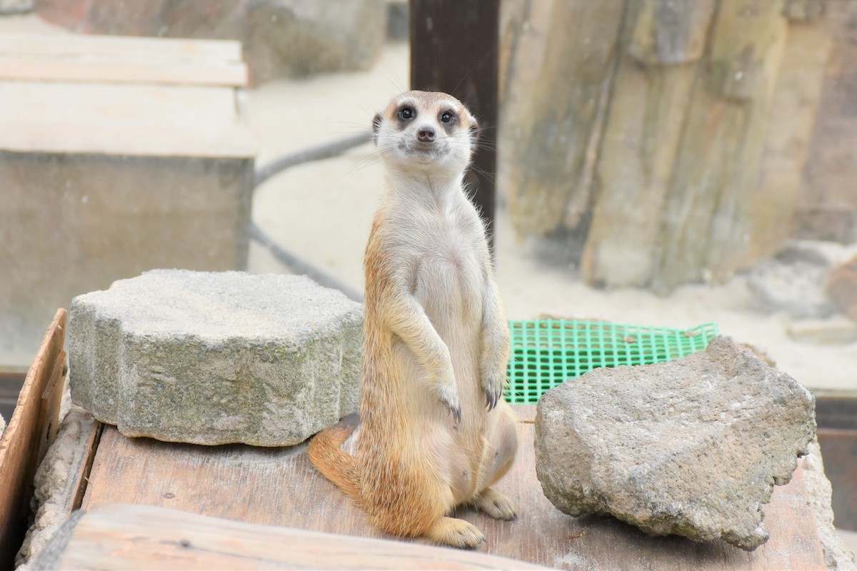 230106_伊豆シャボテン動物公園