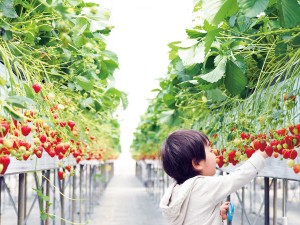 230524_ストロベリーフェスティバル