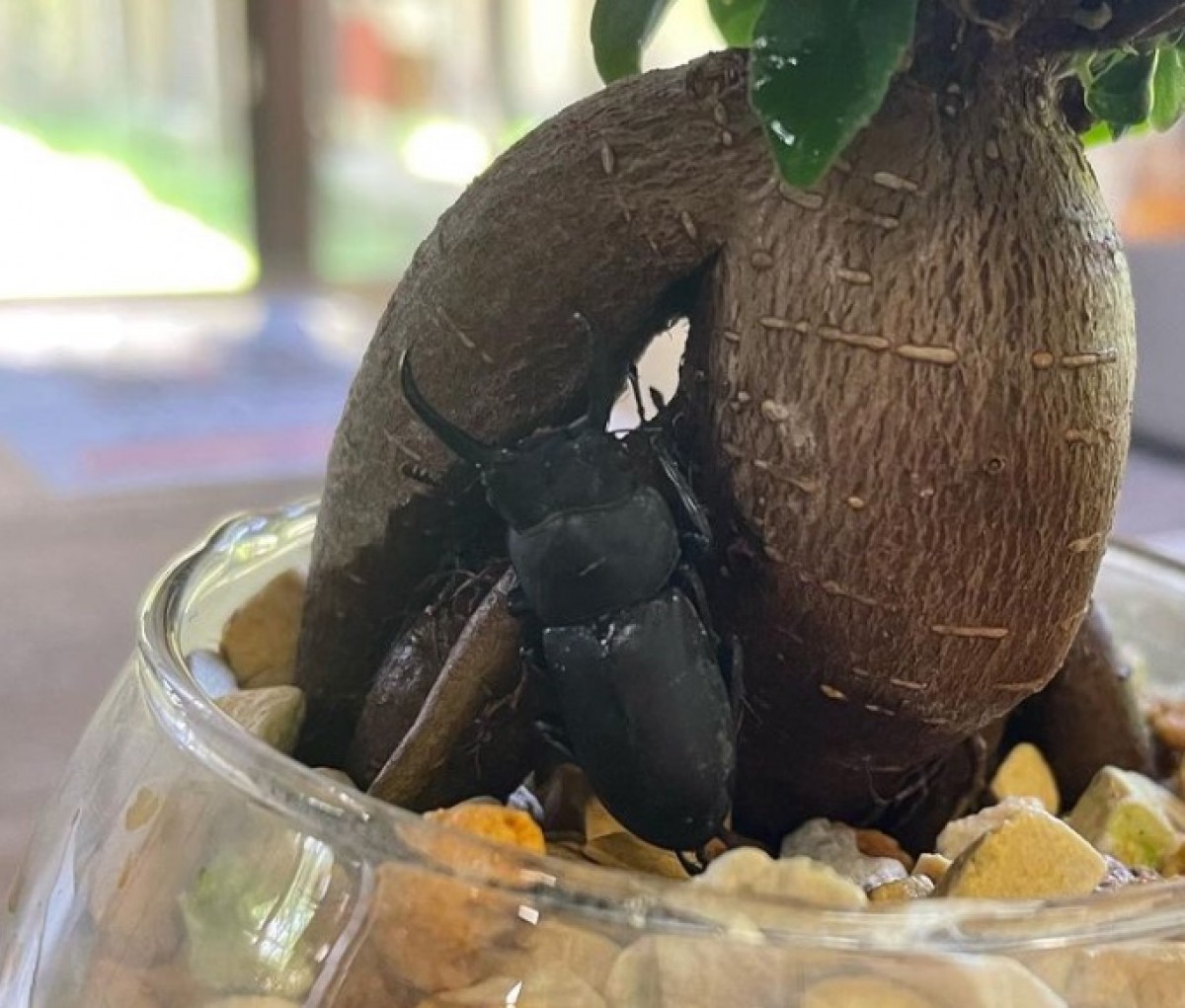 230719_紀泉わいわい村 FUNNY HEARTH