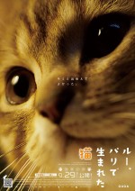 映画『ルー、パリで生まれた猫』チラシ