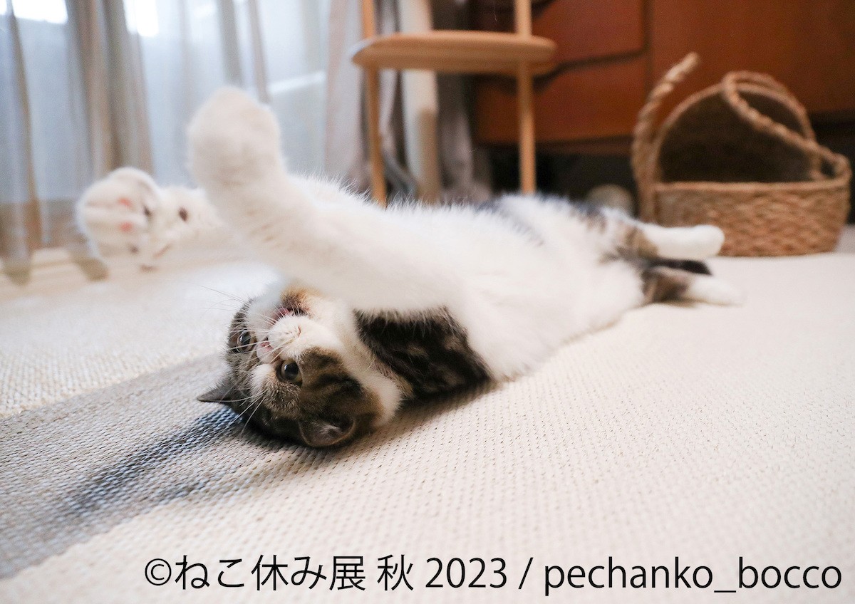 230831_ねこ休み展