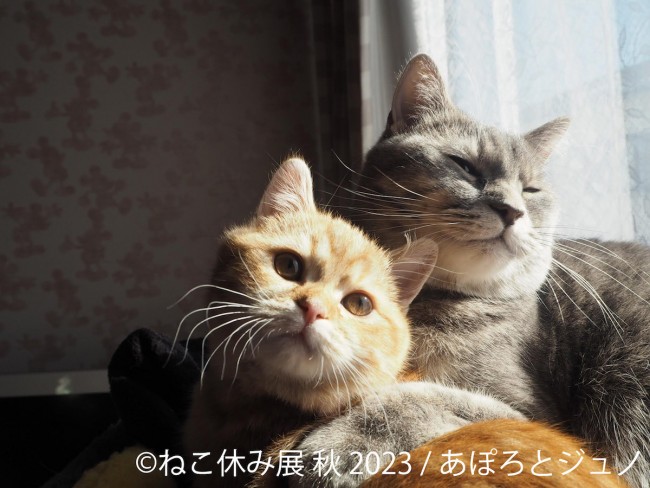 名古屋で「ねこ休み展」秋の新作展開催へ！　スター猫たちのオリジナルトレカも限定配布