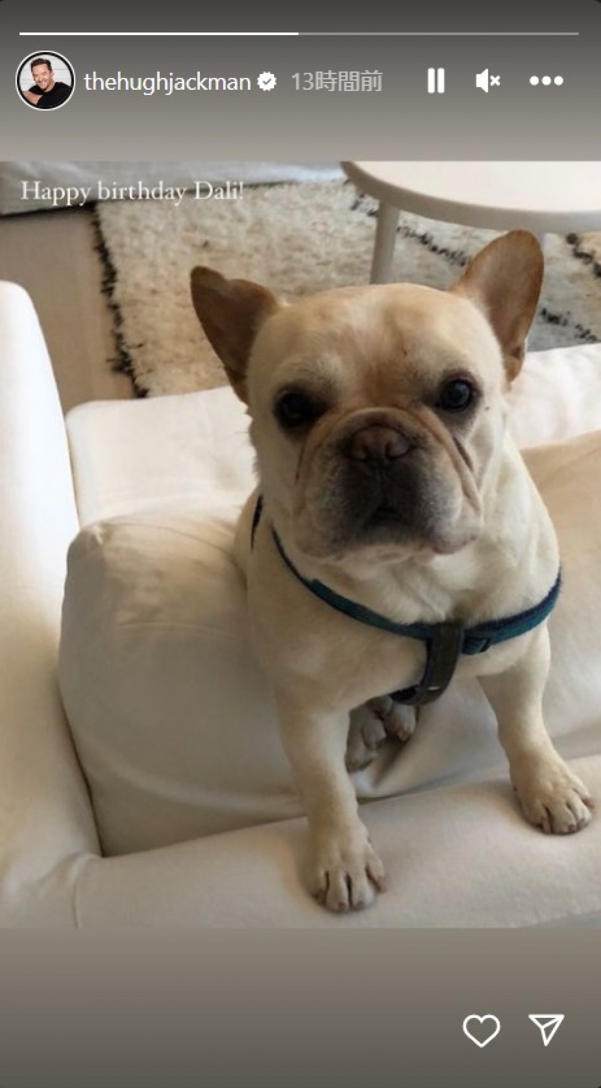 ヒュー・ジャックマン、離婚後初のインスタ投稿　亡くした愛犬の写真と共に誕生日祝う