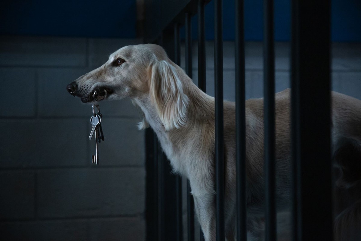 リュック・ベッソン最新作『DOGMAN ドッグマン』、規格外のダークヒーローに迫る日本版予告解禁