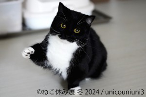 231218_「ねこ休み展」2024年初の“冬の本祭”開催へ！