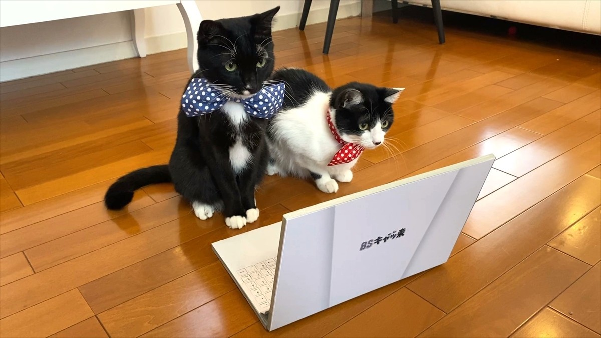 藤あや子の愛猫・マルくん＆オレオちゃん、今年も「BSキャッ東」社長を続投