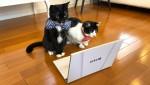 『BSキャッ東 2023』ネコ社長を務めるマルくんとオレオちゃん