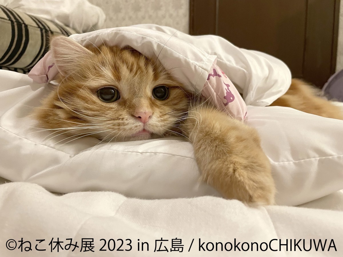 20230224_「ねこ休み展 2023 in 広島」