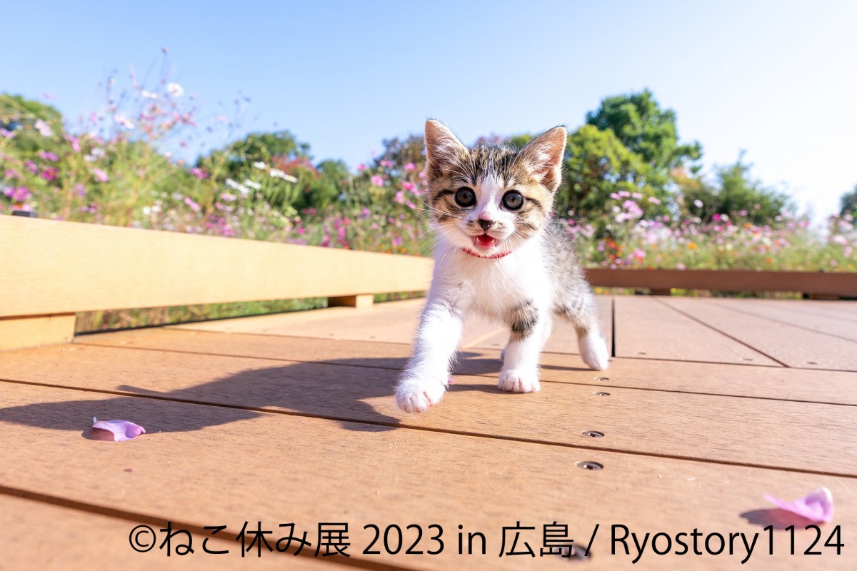 20230224_「ねこ休み展 2023 in 広島」