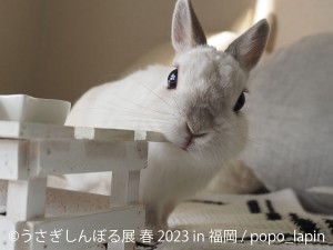  230217_うさぎしんぼる展 春 2023