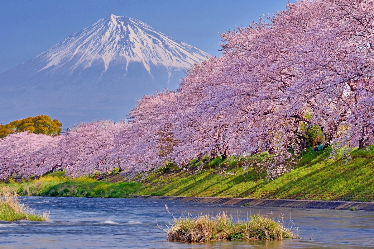 まるで絵画のような「桜絶景ランキング」発表！　1位は静岡の“日本らしさを感じる”スポット