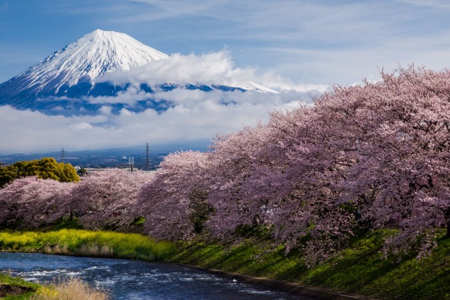 静岡県の「春を感じる絶景スポット」6選！ “富士山”と“桜”の競演や一面の茶畑も