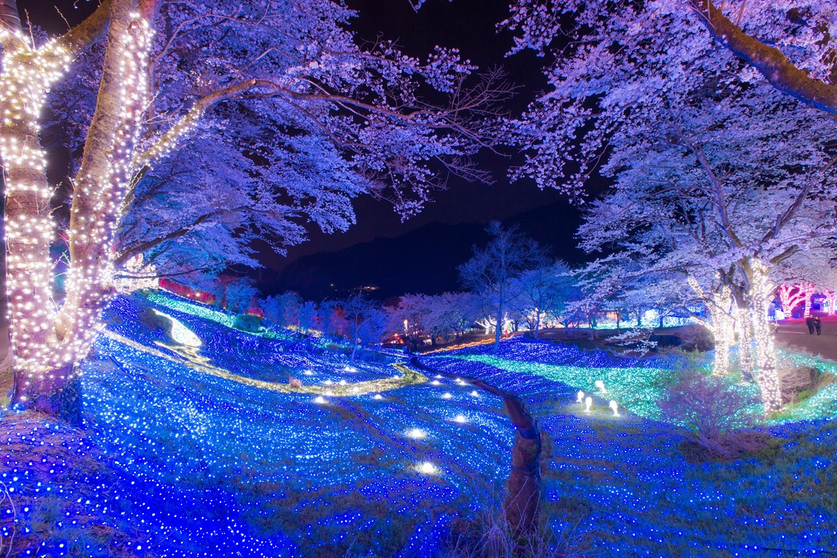 20230314さがみ湖桜まつり