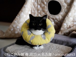 名古屋で「ねこ休み展」3年ぶりの春開催へ！　初上陸のスター猫や限定グッズが登場