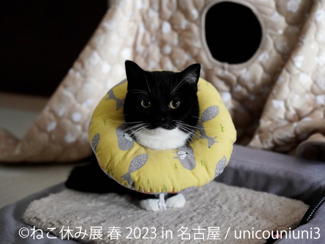 大人気！ [2023] 猫 入浴にゃんこ ハンドメイド | www.oitachuorc.com