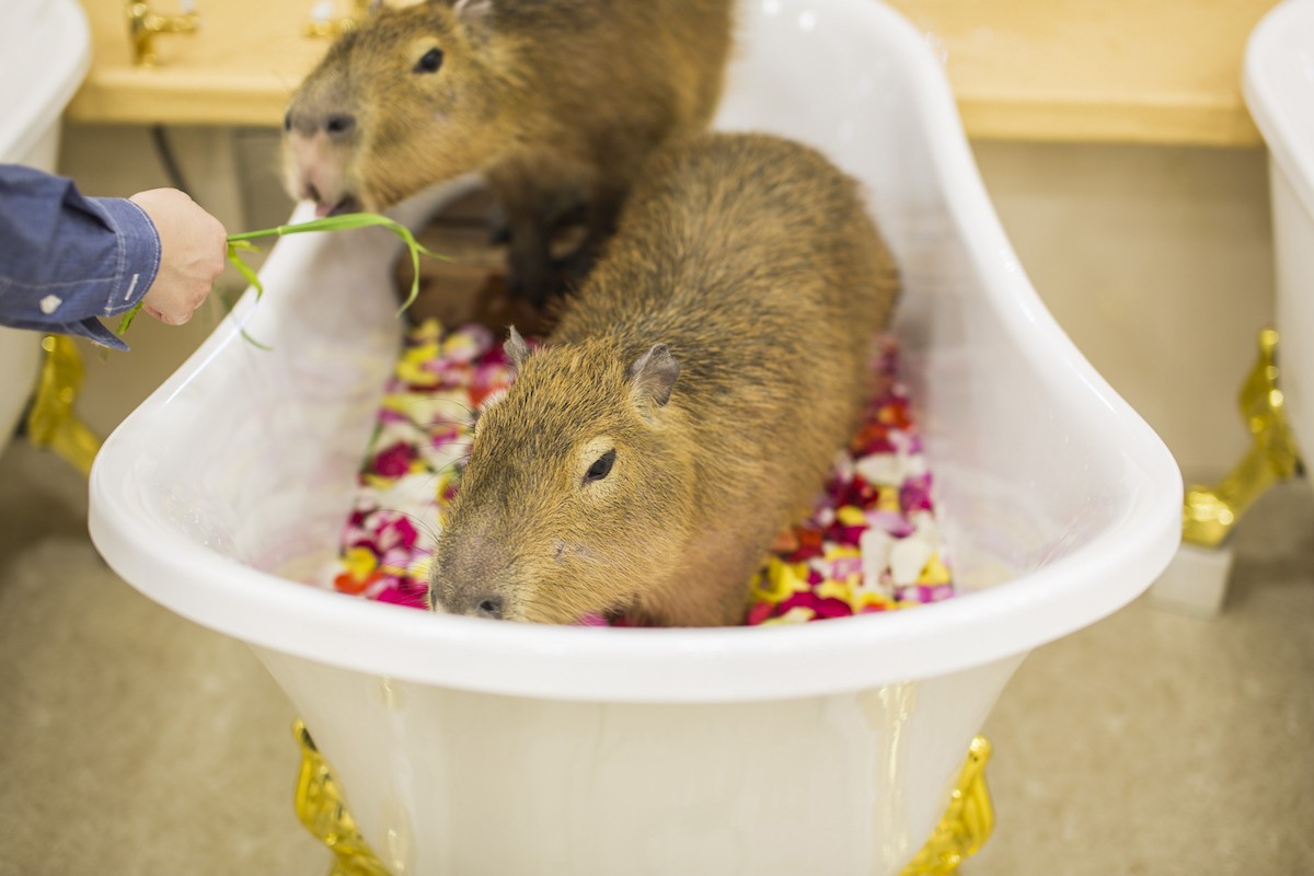 2023.6.28屋内型ふれあい動物園「アニタッチ」