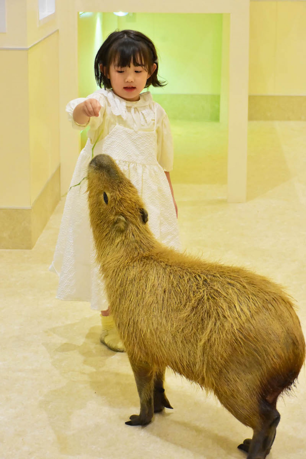 2023.6.28屋内型ふれあい動物園「アニタッチ」