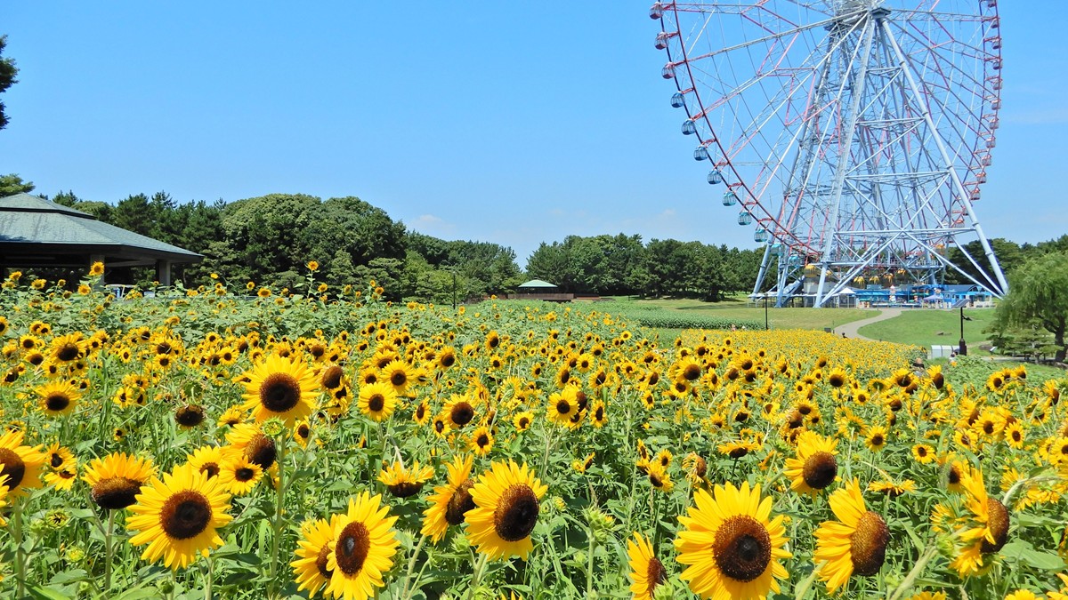 葛西臨海公園で“約3万本のひまわり”が開花！ 海をイメージした夜間
