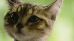 映画『ルー、パリで生まれた猫』場面写真