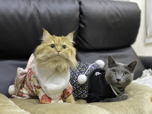 宮城・仙台フォーラスで猫写真展「もふあつめ展」2023