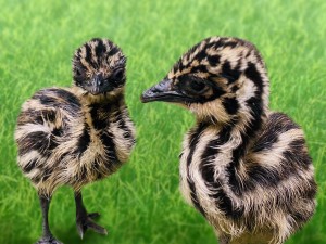 230106_伊豆シャボテン動物公園