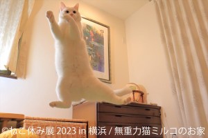 20230119_「ねこ休み展 2023 in 横浜」