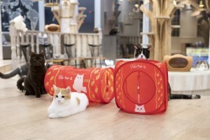 「CIAO ちゅ～る」初のブランドブック発売決定！　猫が喜ぶ“キャットハウス”付き