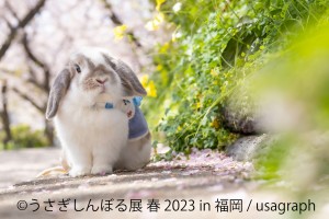  230217_うさぎしんぼる展 春 2023
