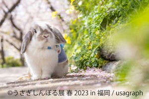  230217_うさぎしんぼる展 春 2023