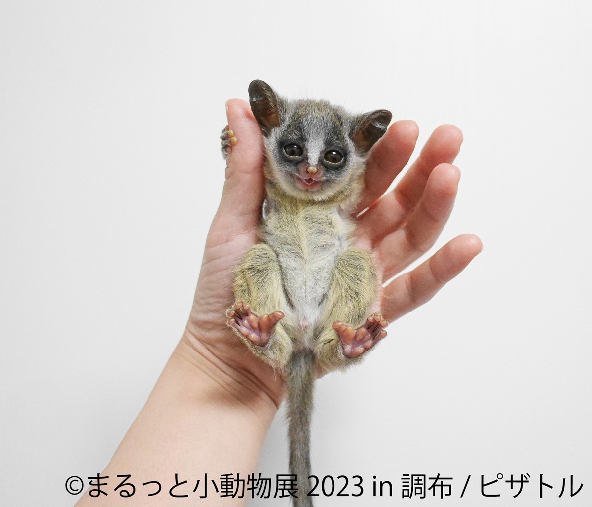 20230317「まるっと小動物展 2023 in 調布」