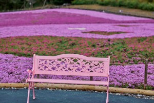 20230408「2023富士芝桜まつり」続