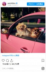 パリス・ヒルトンの愛犬ハラジュクビッチ、23歳で天国へ　※「パリス・ヒルトン」インスタグラム