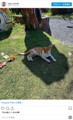 伊勢谷友介、木陰で休む猫を投稿　※「伊勢谷友介」インスタグラム
