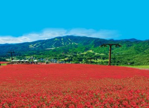 岐阜“アウトドアが楽しめる高原リゾート”オープンへ！　ベゴニア畑や絶景テラスを満喫