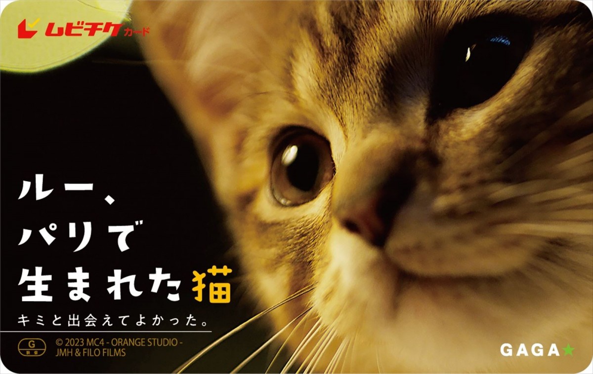 ＜世界猫の日＞『ルー、パリで生まれた猫』“猫LOVE”満載の予告編2種＆猫チラシ解禁