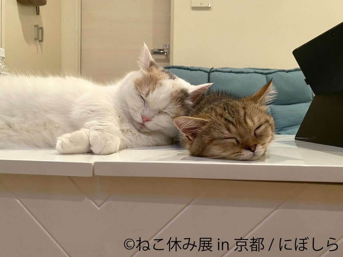 230913_ねこ休み展 in 京都
