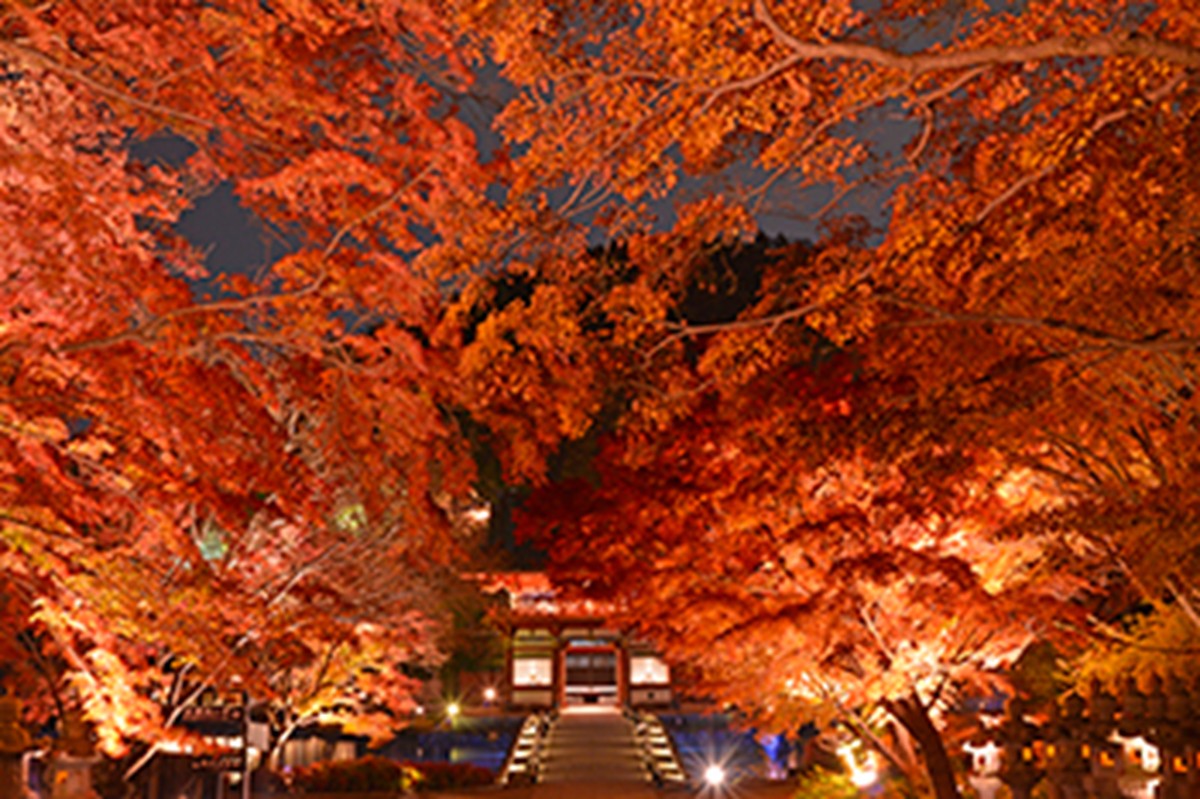 20231012「じゃらん 夜の紅葉絶景ランキング」