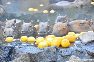 230106_伊豆シャボテン動物公園