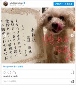 渡辺徹さん＆榊原郁恵の愛犬・コーンちゃん、表彰される ※「榊原郁恵」インスタグラム