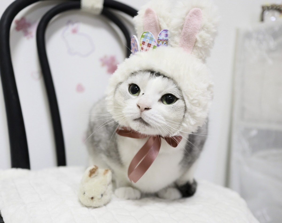猫写真展「もふあつめ展」宮城で開催へ！　“猫写真”や“猫作品”約600点が大集合