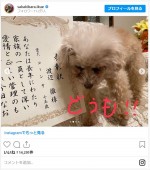 渡辺徹さん＆榊原郁恵の愛犬・コーンちゃん、表彰される ※「榊原郁恵」インスタグラム