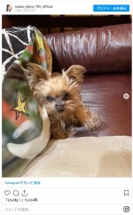 飯島直子の愛犬、ヨークシャテリアのモモちゃん　※「飯島直子」インスタグラム