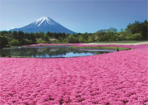 202303012023富士芝桜まつり