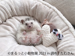 20230317「まるっと小動物展 2023 in 調布」