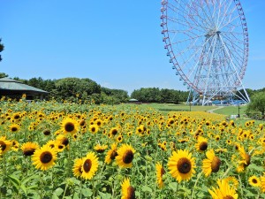 20230712「花と光のムーブメント」